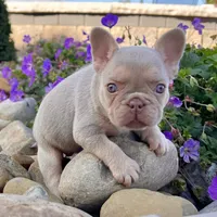 Pollie, a female French Bulldog for sale in Berlin, OH – Photo 3 of 6