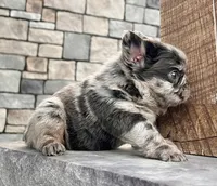 Tiffany , a female French Bulldog for sale in Berlin, OH – 7 of 8