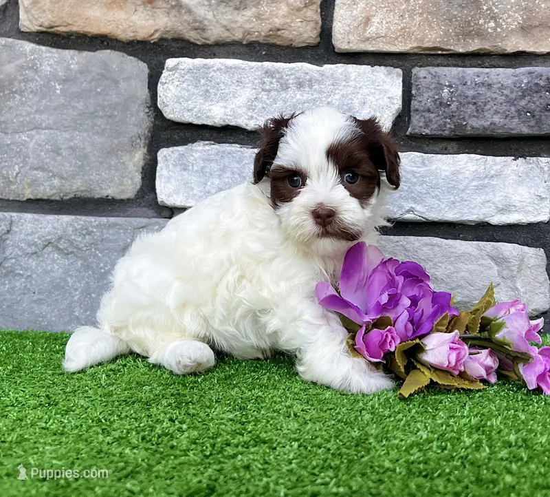 Trixie – Havapoo puppy for sale in Berlin, OH