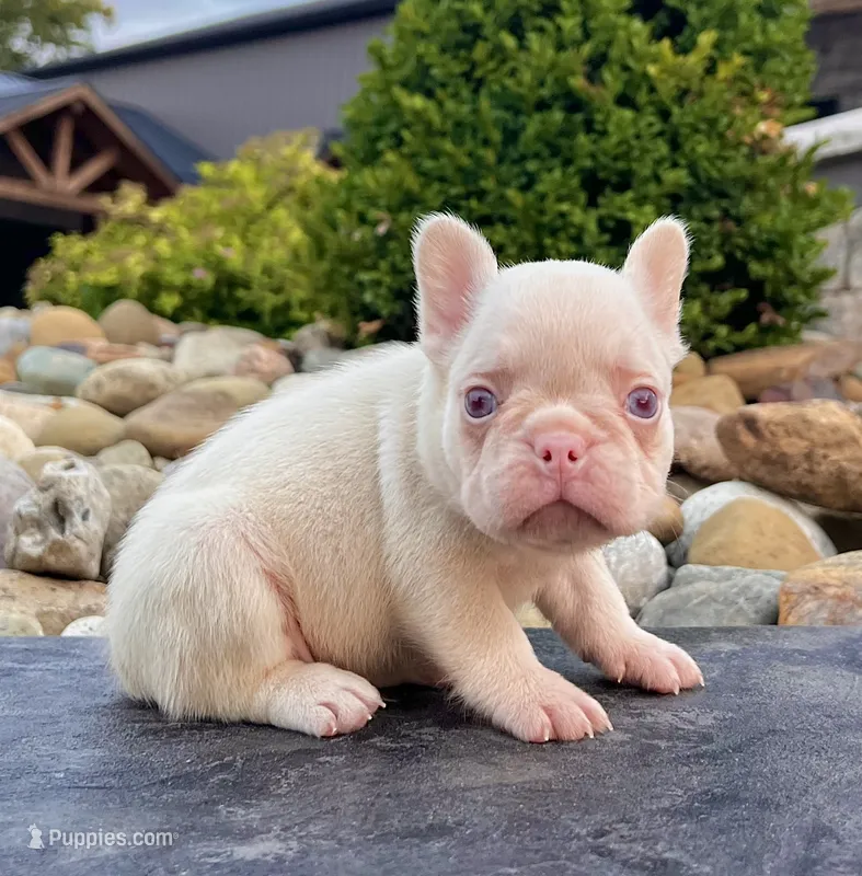 Bugatti Pink – French Bulldog puppy for sale in Berlin, OH