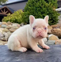 Bugatti Pink, a male French Bulldog for sale in Berlin, OH – 1 of 6