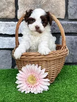 Trixie, a female Havapoo for sale in Berlin, OH – 2 of 5