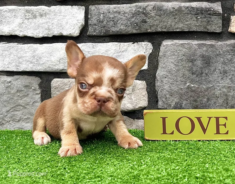 Axel Rojo – French Bulldog puppy for sale in Berlin, OH