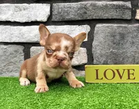 Axel Rojo, a male French Bulldog for sale in Berlin, OH – 1 of 4