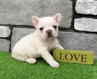 Dakota, a male French Bulldog for sale in Berlin, OH – 6 of 7