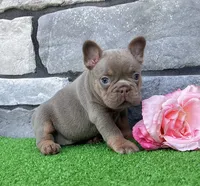 Tracy, a female French Bulldog for sale in Berlin, OH – 6 of 6