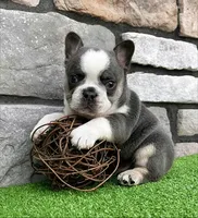 Dozer, a male French Bulldog for sale in Berlin, OH – 7 of 7