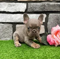 Hope, a female French Bulldog for sale in Berlin, OH – 6 of 7