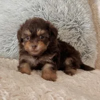 Muffin, a female Havapoo for sale in Berlin, OH – Photo 1 of 5