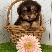 Muffin, a female Havapoo for sale in Berlin, OH – Photo 2 of 5