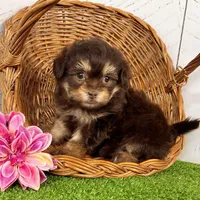 Muffin, a female Havapoo for sale in Berlin, OH – Photo 5 of 5