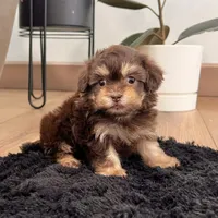 Muffin, a female Havapoo for sale in Berlin, OH – Photo 3 of 5