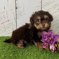 Muffin, a female Havapoo for sale in Berlin, OH – Photo 4 of 5