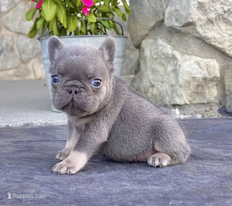 Alex – French Bulldog puppy for sale in Berlin, OH