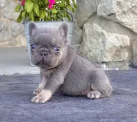 Alex, a male French Bulldog for sale in Berlin, OH – 1 of 6