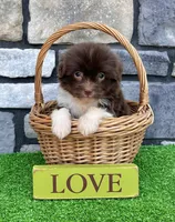 Abel, a male Havanese for sale in Berlin, OH – 3 of 4