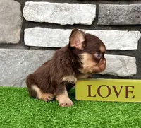 Fabio rojo, a male French Bulldog for sale in Berlin, OH – 4 of 5