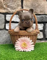 Brock, a male French Bulldog for sale in Berlin, OH – 3 of 5