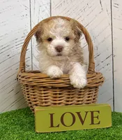 Geno, a male Havanese for sale in Berlin, OH – Photo 2 of 5