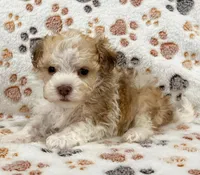 Geno, a male Havanese for sale in Berlin, OH – Photo 3 of 5