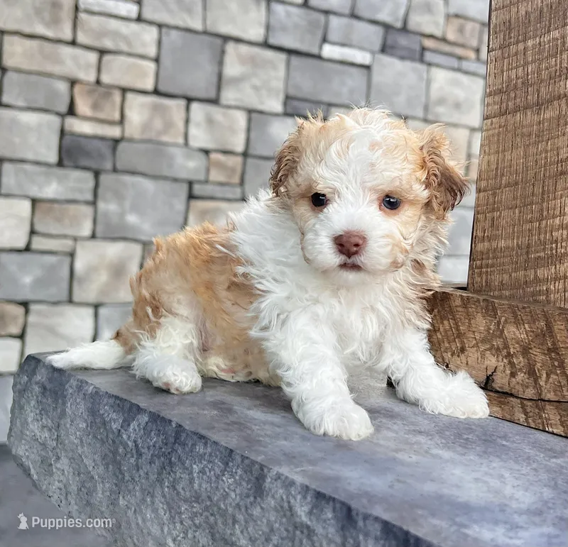 Geno – Havanese puppy for sale in Berlin, OH