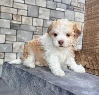 Geno, a male Havanese for sale in Berlin, OH – Photo 5 of 5