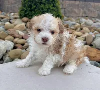 Geno, a male Havanese for sale in Berlin, OH – Photo 4 of 5