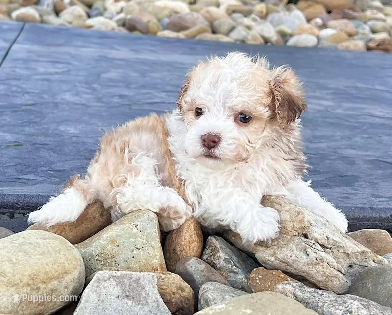 Geno, a male Havanese for sale in Berlin, OH – Photo 1 of 5