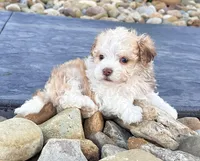 Geno, a male Havanese for sale in Berlin, OH – Photo 1 of 5