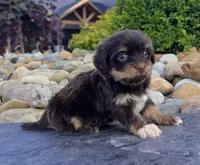 Amber, a female Havanese for sale in Berlin, OH – 2 of 5