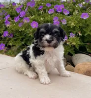 Dillon, a male Havanese for sale in Berlin, OH – 8 of 10