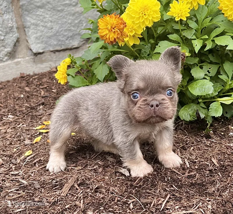 Brock – French Bulldog puppy for sale in Berlin, OH