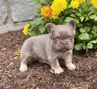Brock, a male French Bulldog for sale in Berlin, OH – 1 of 5