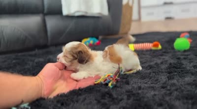 Millie, a female Havapoo for sale in Berlin, OH – 5 of 5