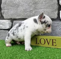 Bullet, a male French Bulldog for sale in Berlin, OH – 4 of 6