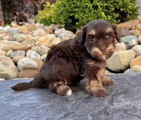 Tito, a male Havapoo for sale in Berlin, OH – 4 of 6