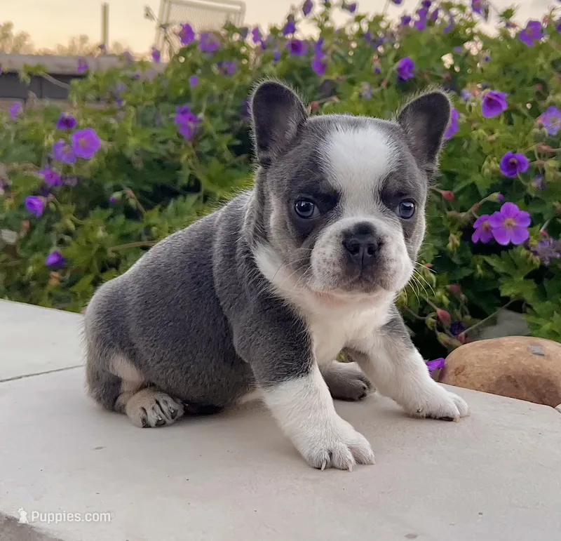 Dozer – French Bulldog puppy for sale in Berlin, OH