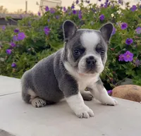 Dozer, a male French Bulldog for sale in Berlin, OH – 1 of 7