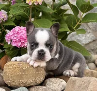 Dozer, a male French Bulldog for sale in Berlin, OH – 5 of 7