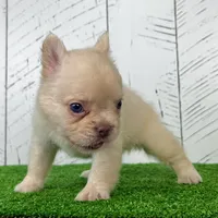 Angel, a female French Bulldog for sale in Berlin, OH – Photo 2 of 3