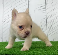 Angel, a female French Bulldog for sale in Berlin, OH – Photo 2 of 3