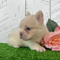 Angel, a female French Bulldog for sale in Berlin, OH – Photo 1 of 3