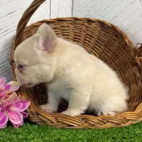 Angel, a female French Bulldog for sale in Berlin, OH – Photo 3 of 3