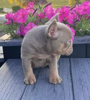 Tracy, a female French Bulldog for sale in Berlin, OH – 4 of 6