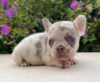 Debbie, a female French Bulldog for sale in Berlin, OH – 2 of 5