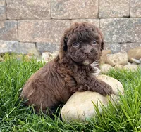 Molly, a female Havapoo for sale in Berlin, OH – Photo 5 of 7