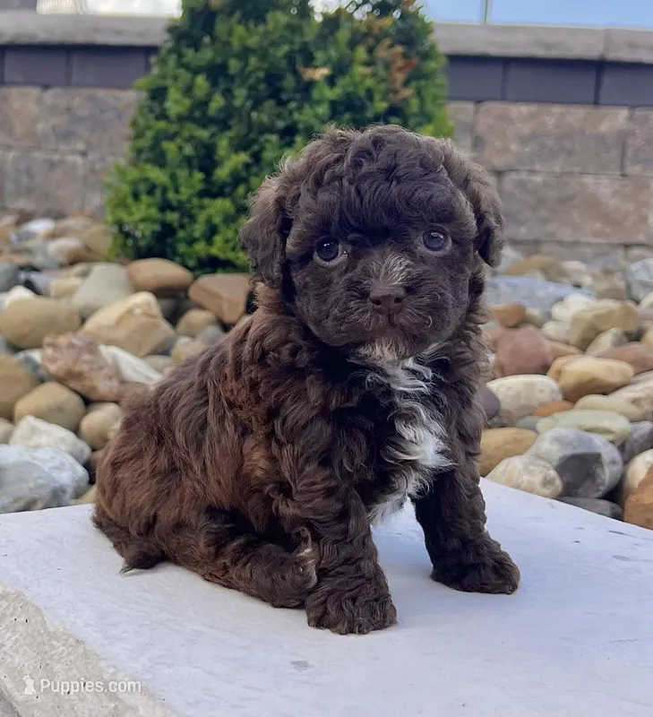 Molly – Havapoo puppy for sale in Berlin, OH
