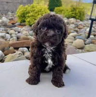 Molly, a female Havapoo for sale in Berlin, OH – Photo 2 of 7