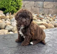 Molly, a female Havapoo for sale in Berlin, OH – Photo 3 of 7