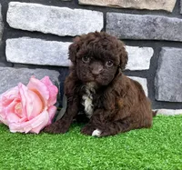 Molly, a female Havapoo for sale in Berlin, OH – Photo 7 of 7